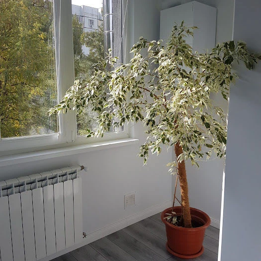 Chișinău, Centru, Str. Albișoara 78/4 object.rent_appartment_with_one_room